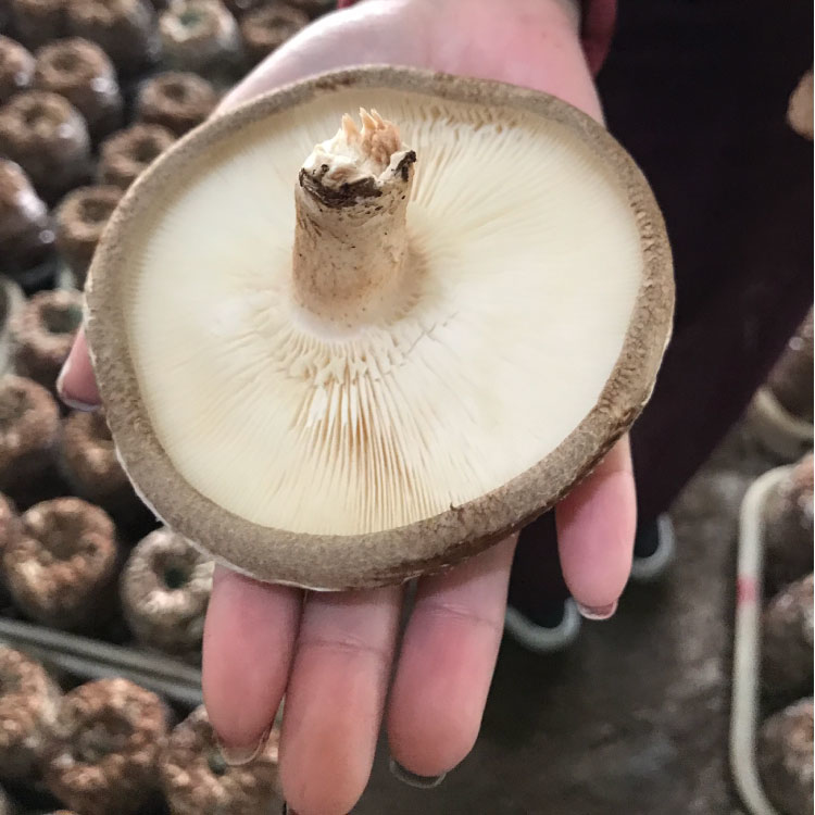 新鮮香菇的蒂頭